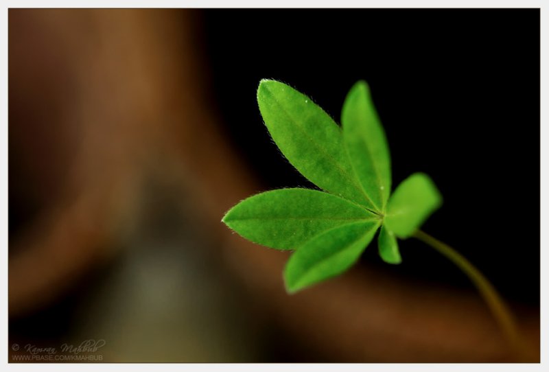 DSC_6468 bs.jpg