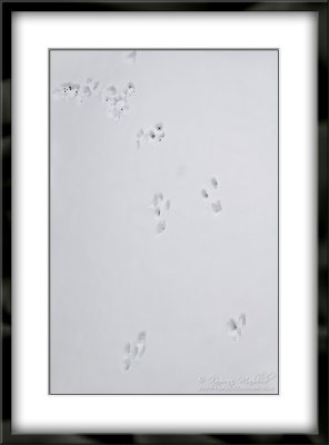 DSC_2600 b s.jpg