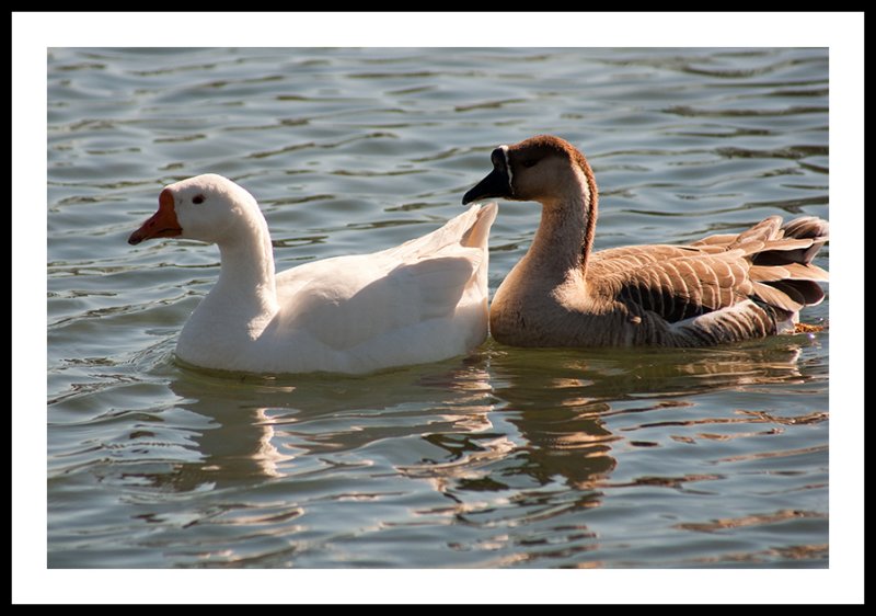 Follow Me, Snow geese