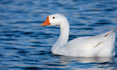 white Duck