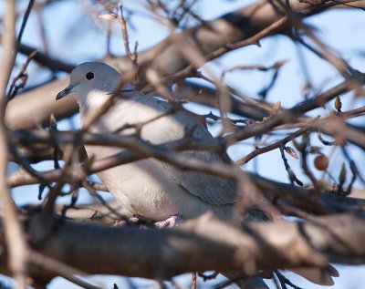 ring necked dove
