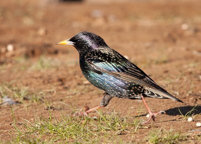 Starling, Hurry, Hurry, no time to worry.