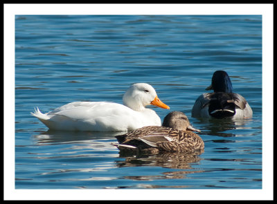 Lazy Day, white duck,  male and female northern Shovler