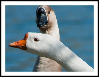 A little talk, Snow Goose, male and female