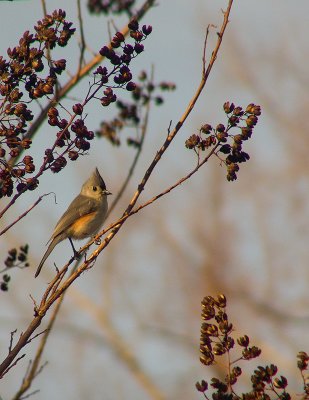 Tufted Titmouse in tree