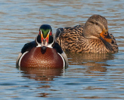 Wood Duck and female Mallard