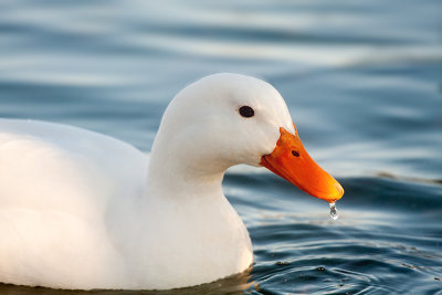 white duck.