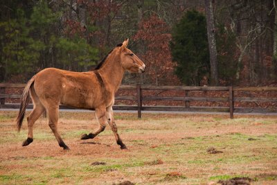 Troting Ginny