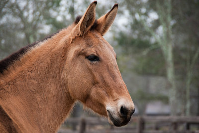 Ginny Mule