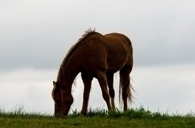 Horse eating