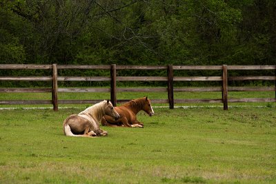 Horses resting