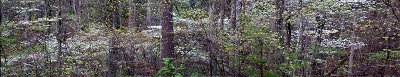 Dogwoods are blooming wild in the woods.