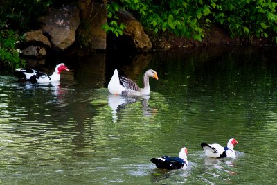 Goose and ducks at Kymulga