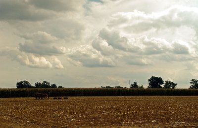 mules plowing field