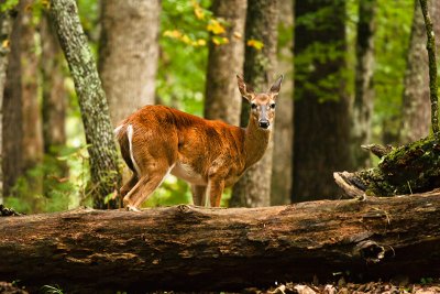 Deer in the woods