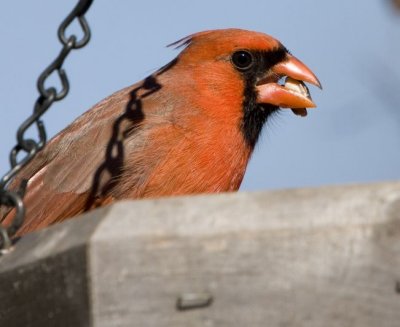 Cardinal with seed