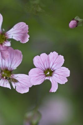 Oxalis   Oxalis violaceae