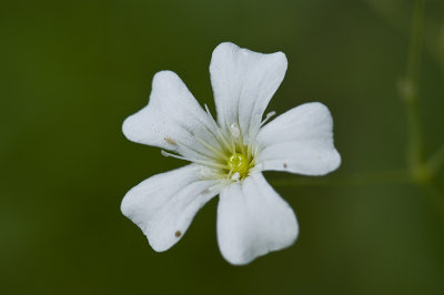 FALSE RUE ANEMONE   Isopyrum biternatum