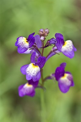 Wild Iris