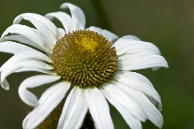 OXEYE DAISY  Chrysanthemum leucanthemum