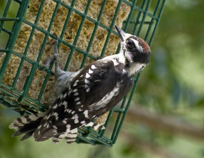 picoides pubesens up to 6 inches long cousin to the Hairy woodpecker who is larger and has a longer beak