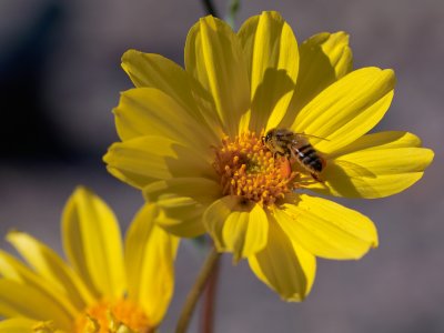 Packing Bee