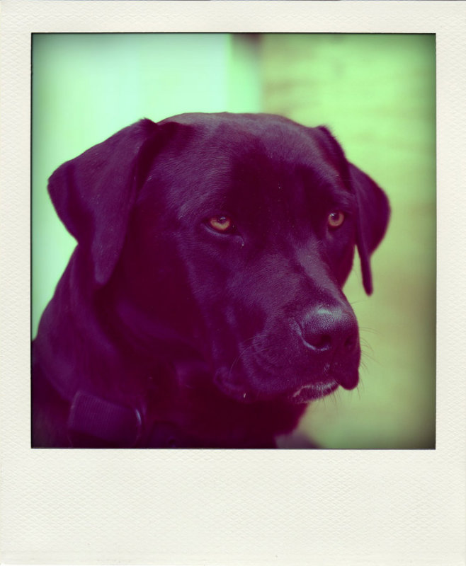 9a Jan 09 - Processed with Poladroid