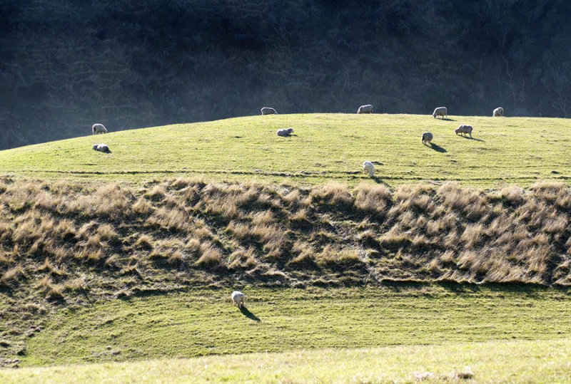 sheep on a rolling hill