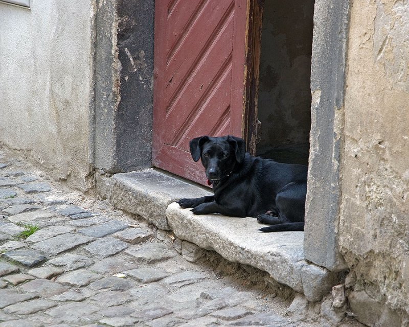 guard dog in doorway