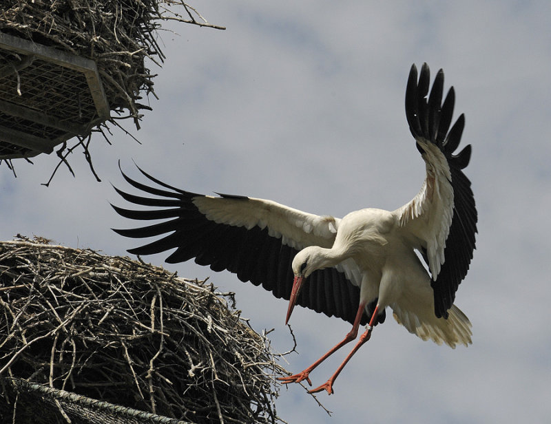 The Stork looks for a place to land