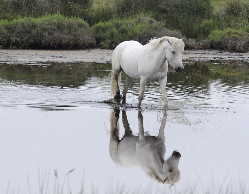 White Horse at the Camargue
