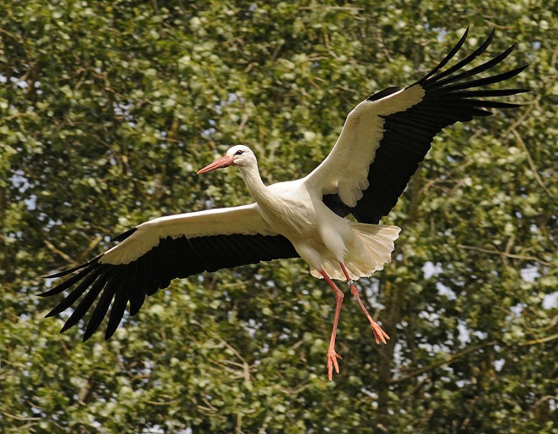 Stork in Flight