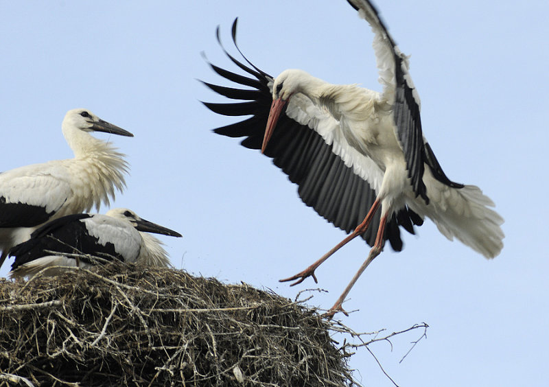The Stork Arrives Home (ii)