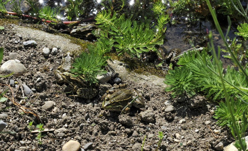 count the frogs on the shores of Lake Geneva