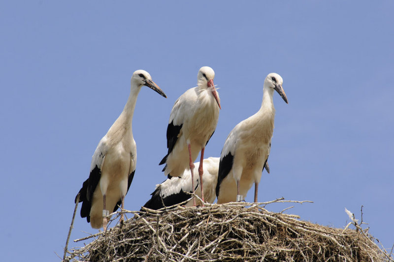 3 storks and one hiding
