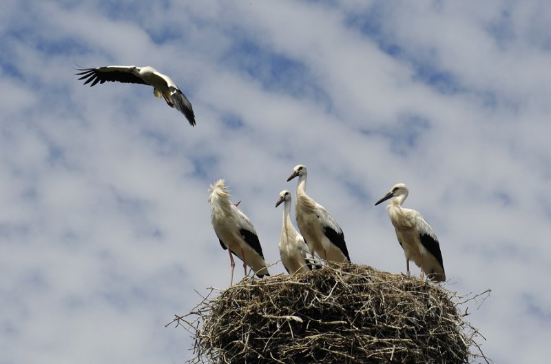 Daddys Coming Home, Storks in Holland