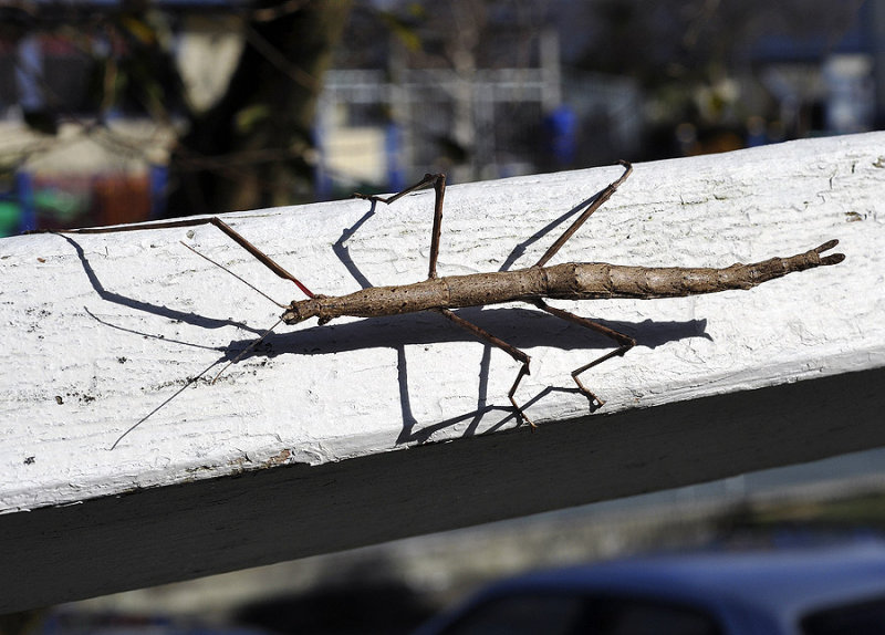 stick insect, 20 Aug 10