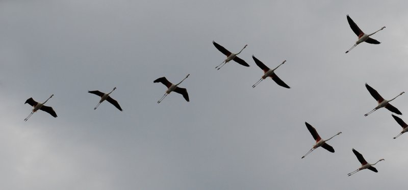 6 June 2010 - Flamingoes in flight