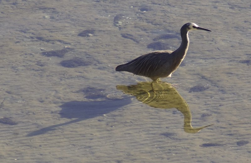 White faced heron with both shadow and reflection