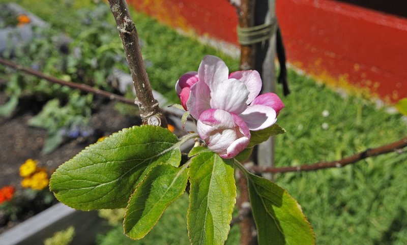 18 October 2010 - First Blossom on our apple tree