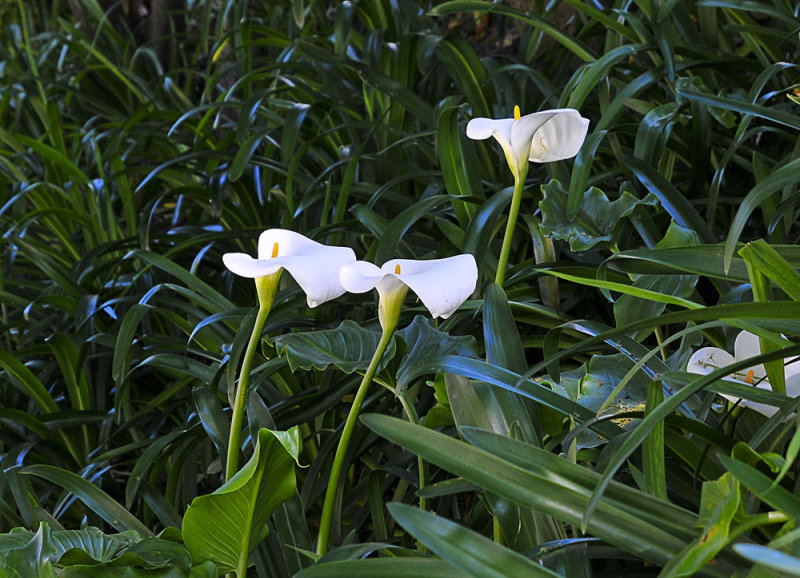5 november 2010 - These lilies always look good against a dark bg