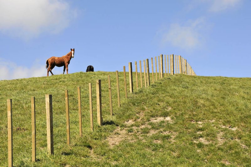 11 November 2010 - A horse on hill with a fence