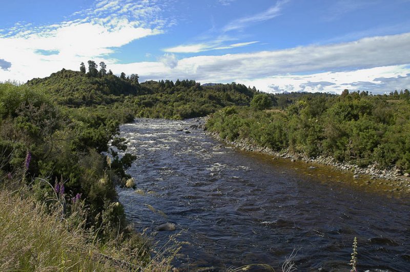 Tannin stained waters of the Kaniere River