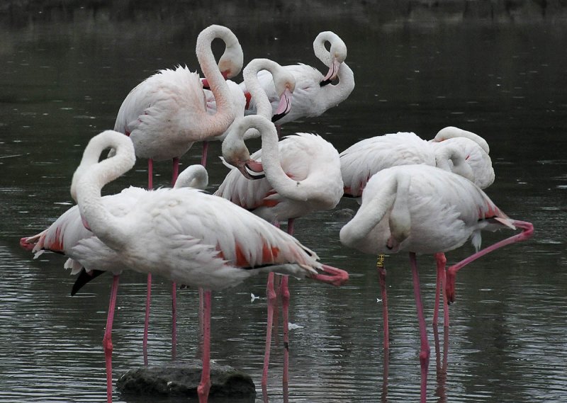 itchy and scratchy - flamingoes at the Camargue