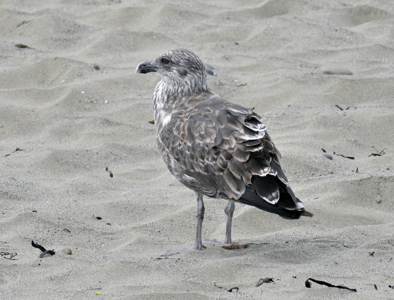 Southern Black Backed Gull - first year plumage