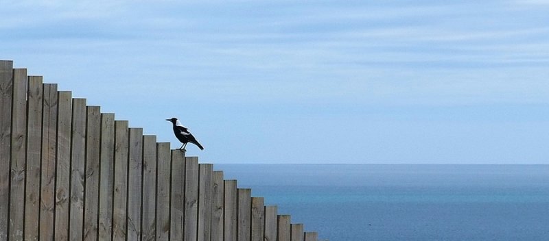 13 March 08 - Magpie on a fence