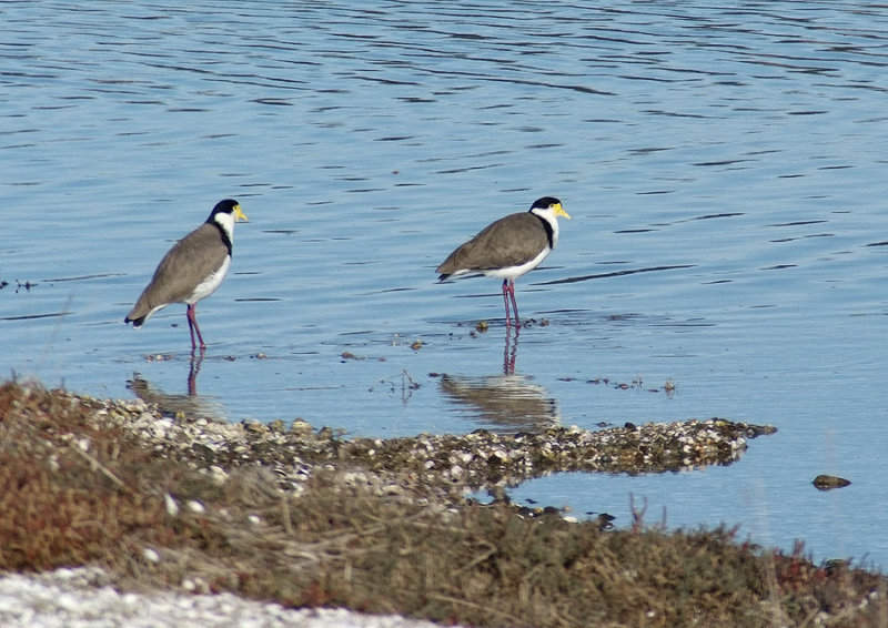 Spur wing plovers