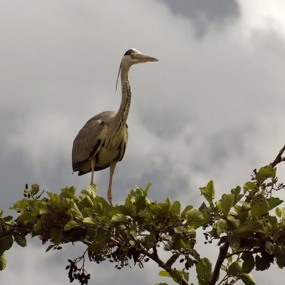 Great heron near Lelystad