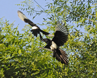 fun and games in birdland - European Magpies