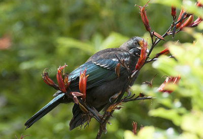 Young Tui